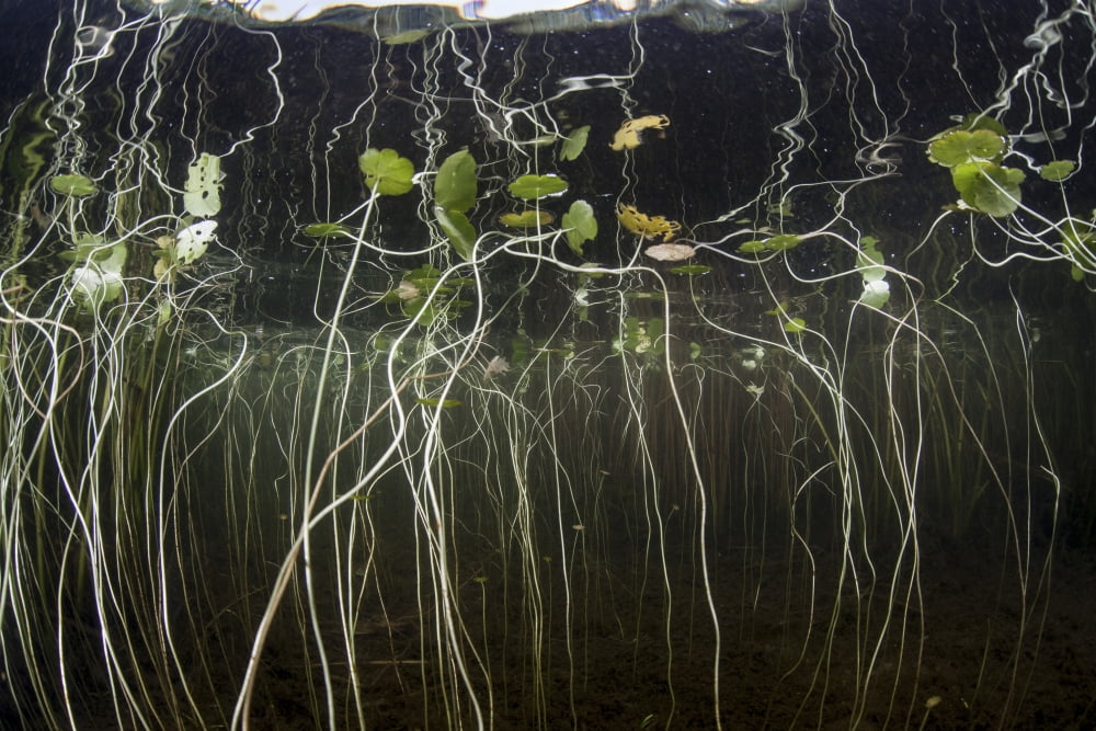 Young lily pads grow to the surface along the edge of a freshwater lake Canvas Art - Ethan DanielsStocktrek Images (17 x 12)