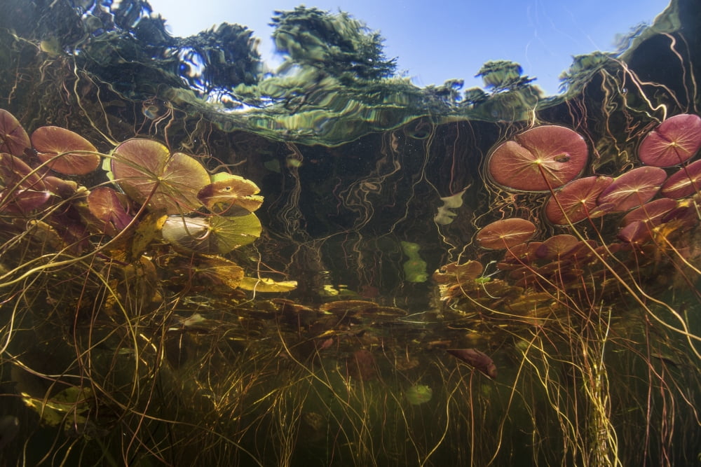 Young lily pads grow to the surface along the edge of a freshwater lake Canvas Art - Ethan DanielsStocktrek Images (34 x 23)