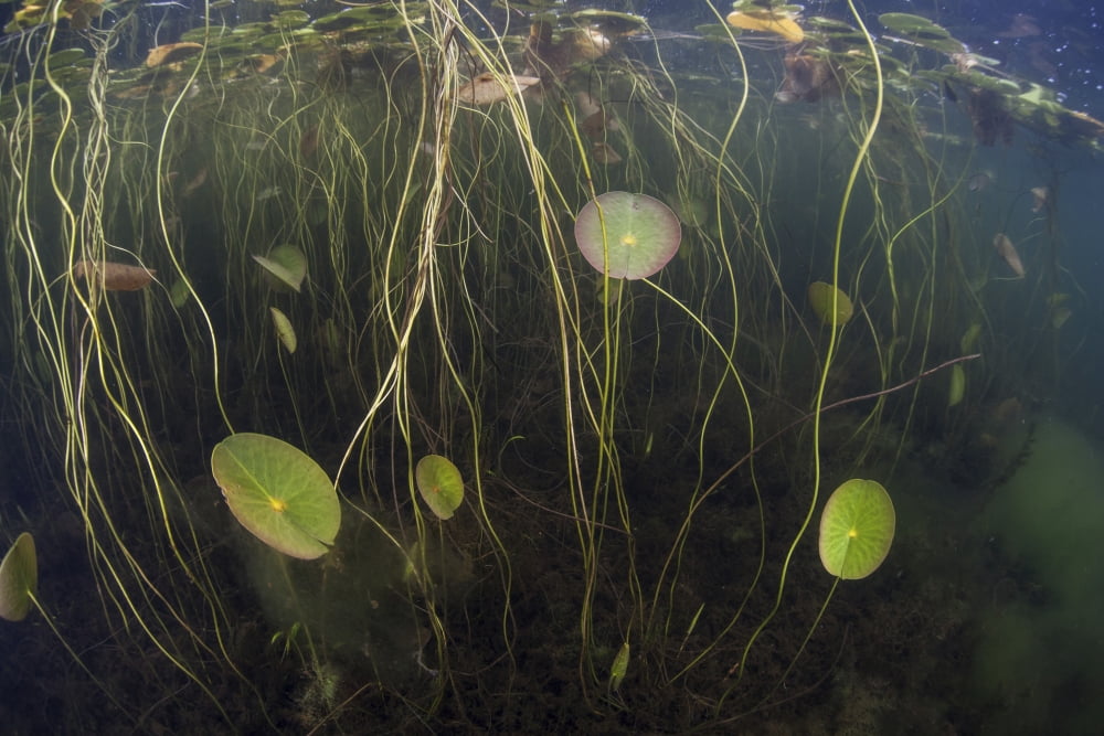 Young lily pads grow to the surface along the edge of a freshwater lake Canvas Art - Ethan DanielsStocktrek Images (34 x 23)