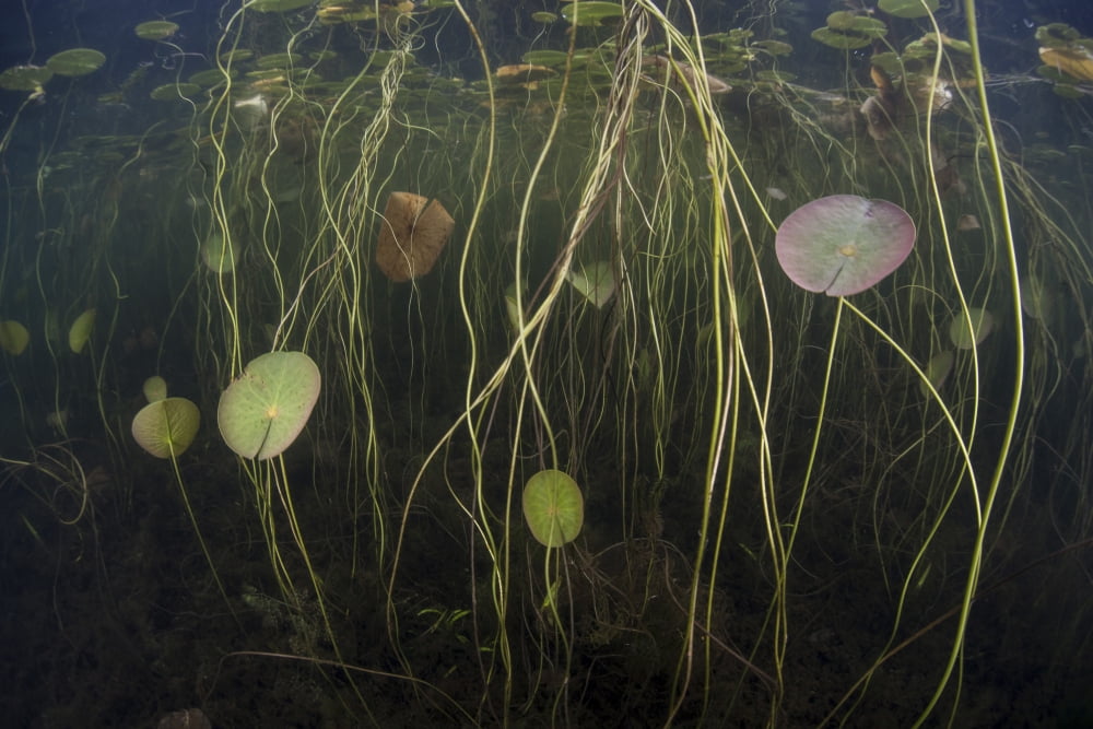 Young lily pads grow to the surface along the edge of a freshwater lake Canvas Art - Ethan DanielsStocktrek Images (34 x 23)