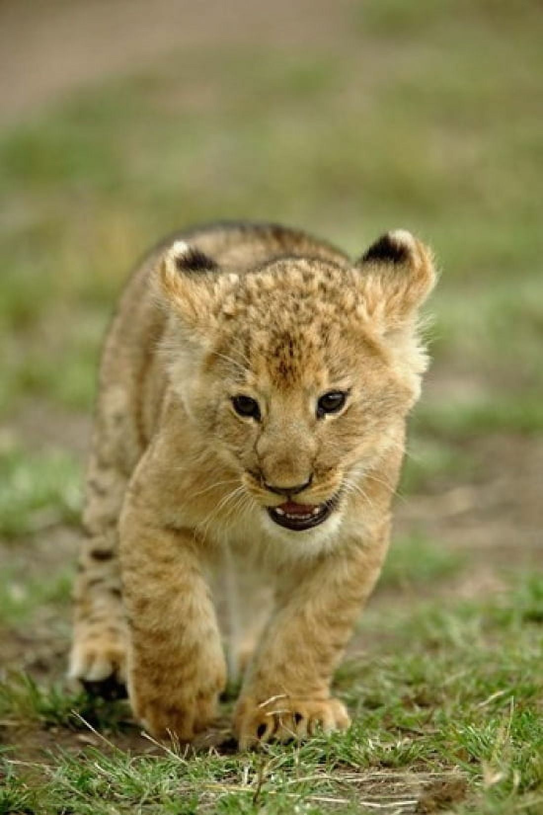 Young lion cub Masai Mara Game Reserve Kenya Canvas Art - Adam Jones DanitaDelimont (23 x 35)