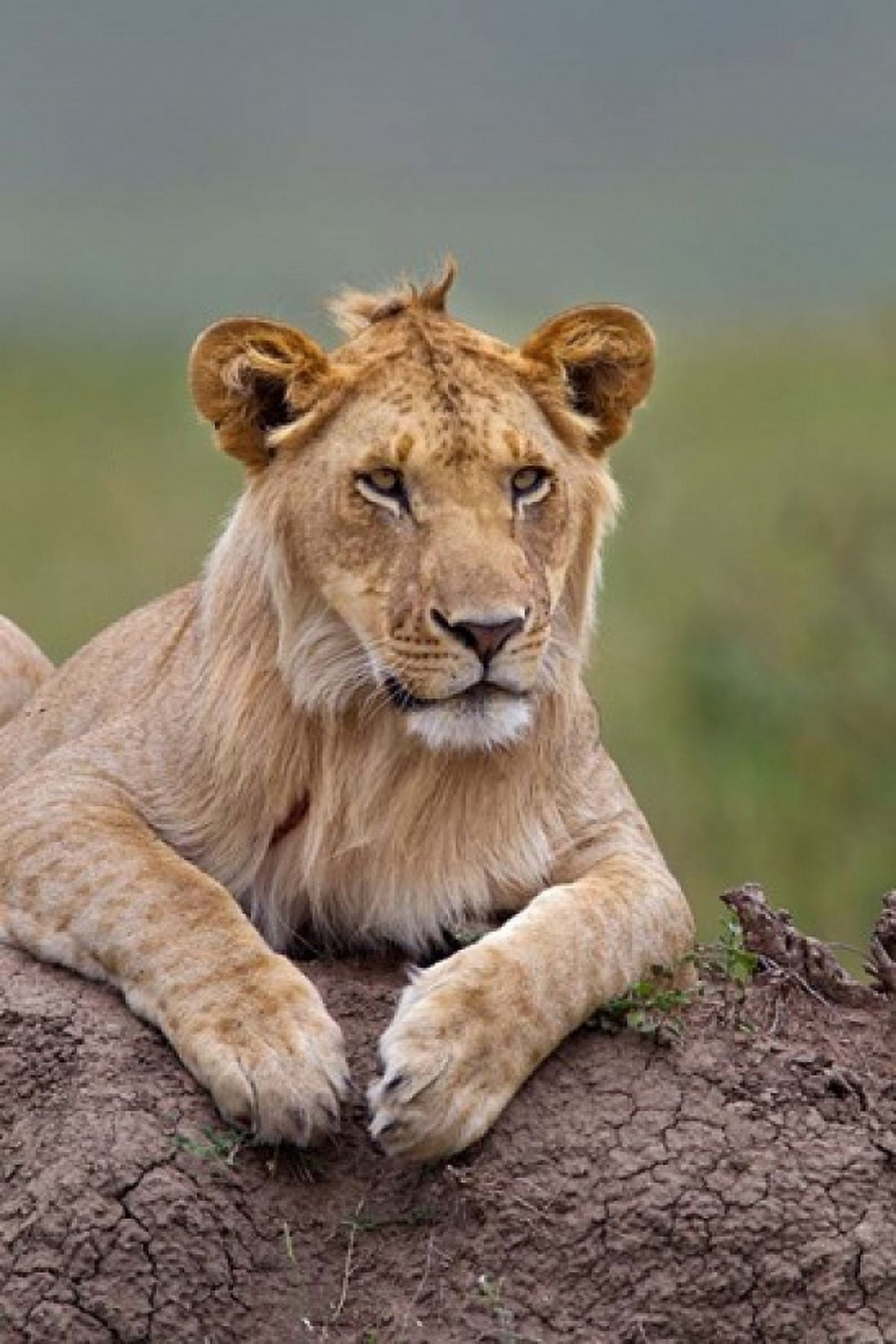 Young male lion on termite mound Maasai Mara Kenya Canvas Art - Adam Jones DanitaDelimont (23 x 35)