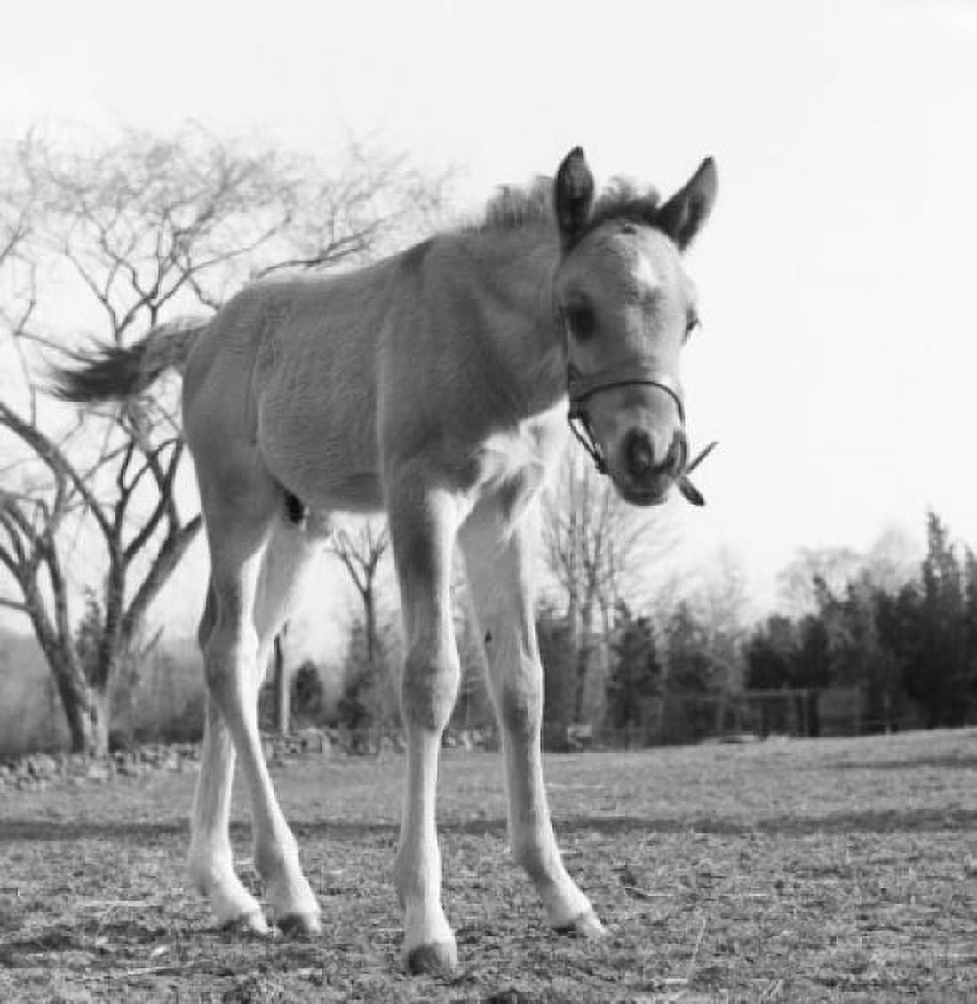 Young pony Canvas Art -  (24 x 36)