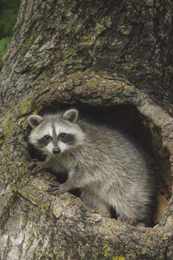 Young raccoon (Procyon lotor) in hollow stump Montana United States of America Canvas Art - Rebecca Grambo Design Pics (12 x 19)
