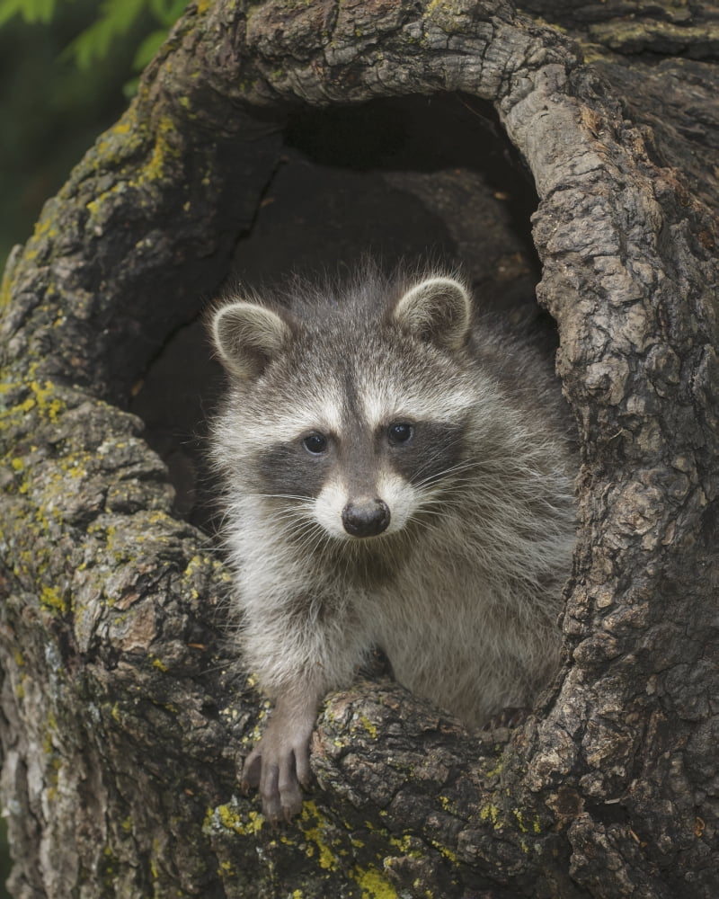 Young raccoon (Procyon lotor) in hollow stump Montana United States of America Canvas Art - Rebecca Grambo Design Pics (26 x 34)