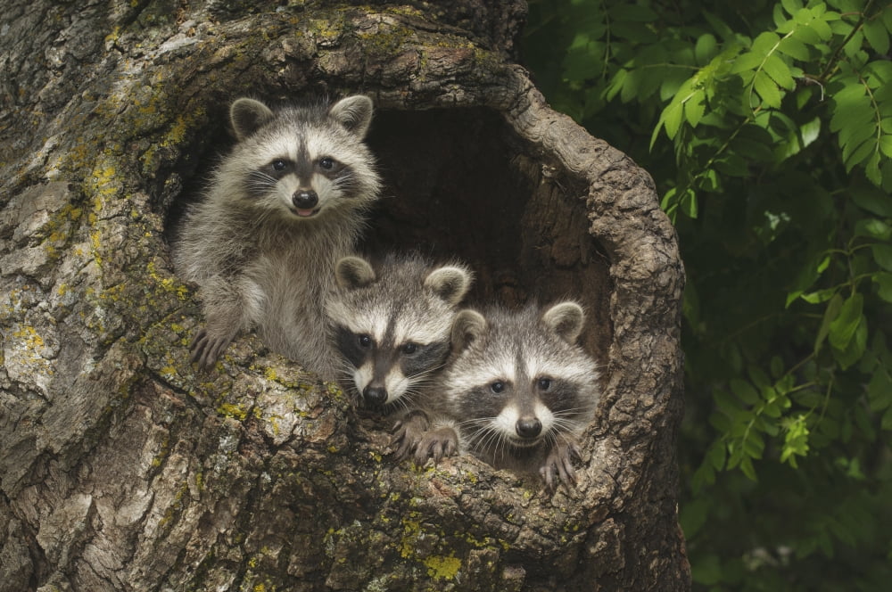 Young raccoons (Procyon lotor) in hollow stump Montana United States of America Canvas Art - Rebecca Grambo Design Pics (19 x 12)