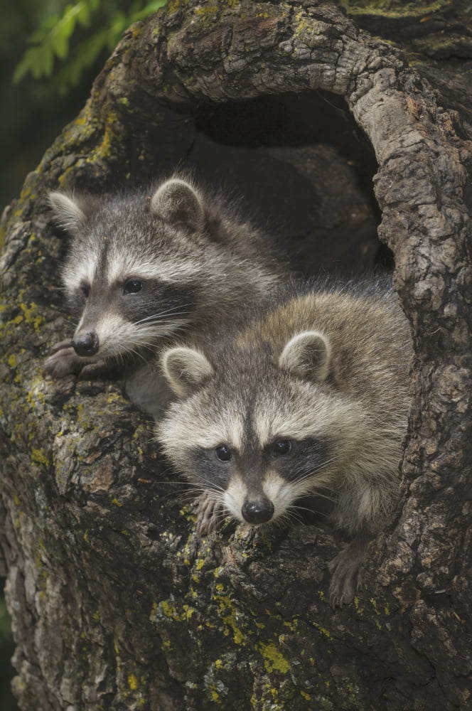 Young raccoons (Procyon lotor) in hollow stump Montana United States of America Canvas Art - Rebecca Grambo Design Pics (24 x 38)