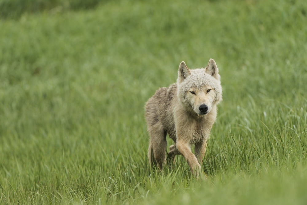 Young wolf in grasses in Kukak Bay Katmai National Park & Preserve Alaska Canvas Art - Carl Johnson Design Pics (38 x 24)