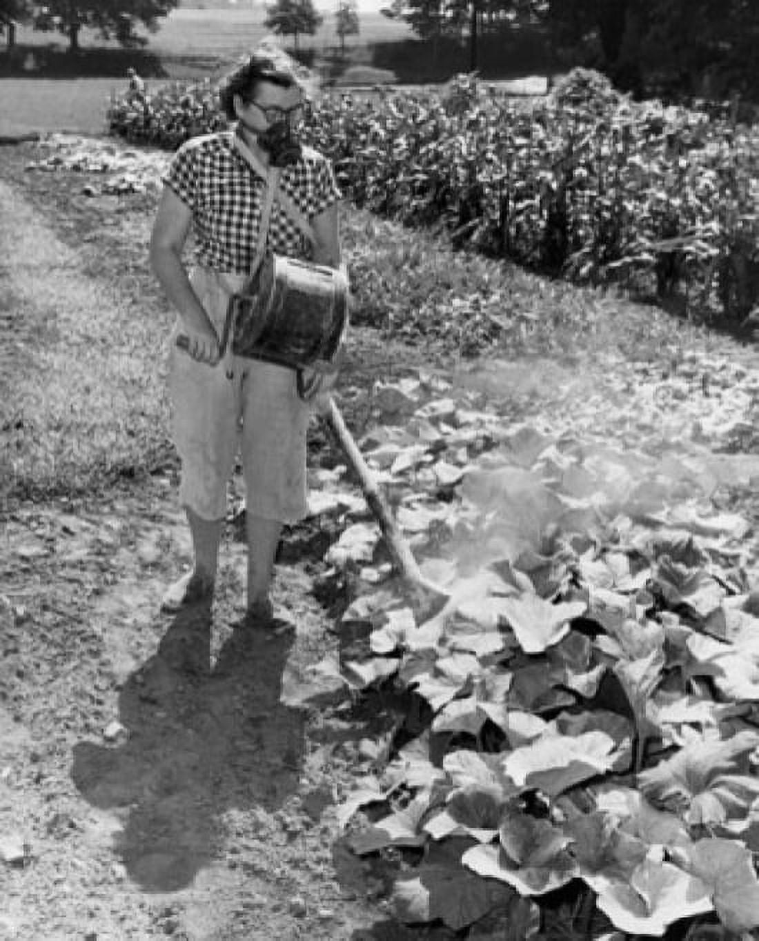 Young woman dusting insecticide on cucumber plants in a garden Canvas Art - (24 x 36)