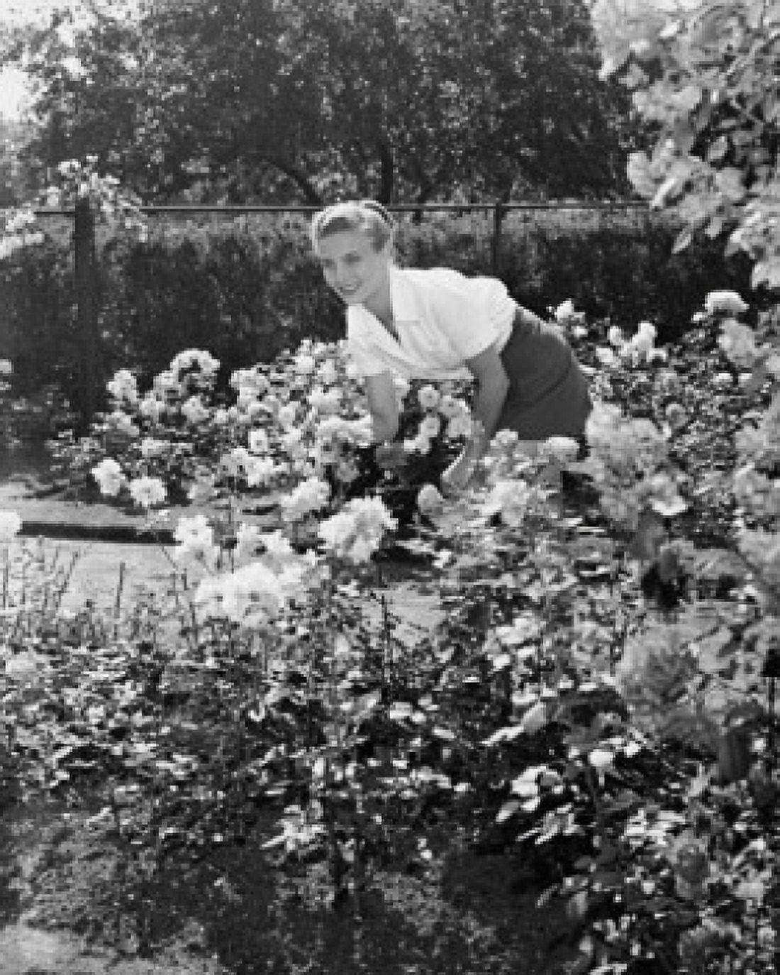 Young woman gardening Canvas Art - (24 x 36)