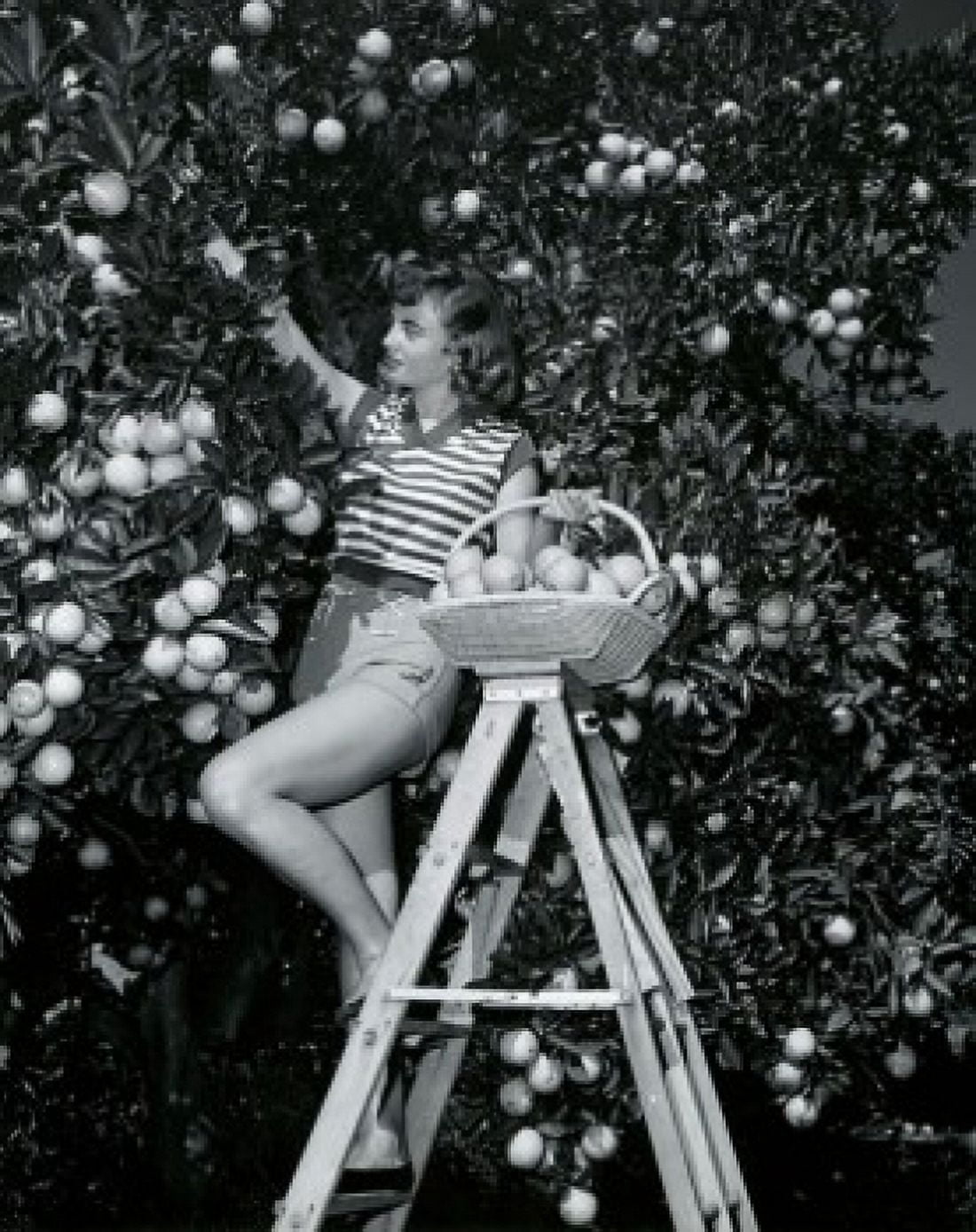 Young woman picking oranges from a tree Canvas Art - (24 x 36)