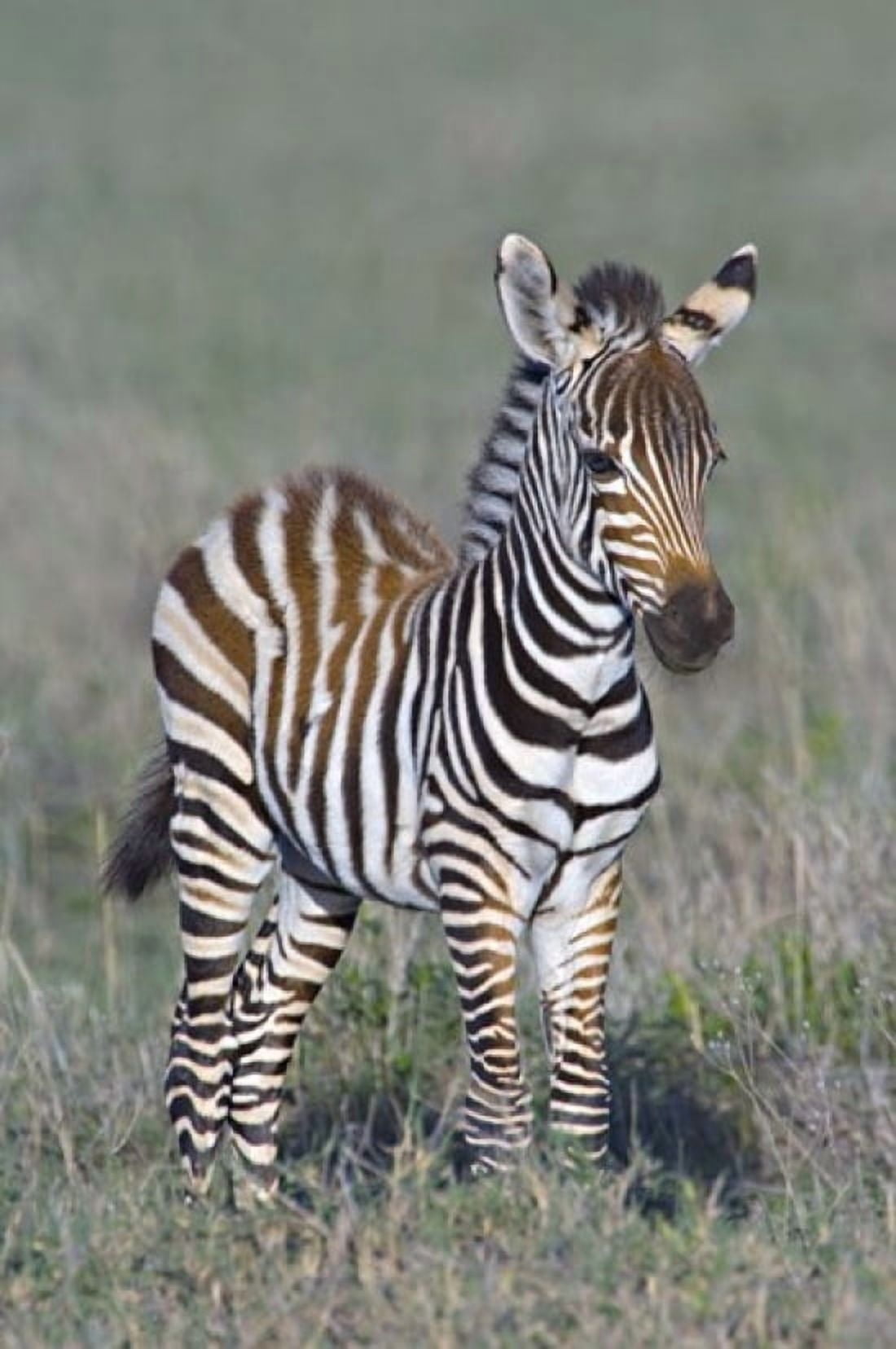 Young zebra standing in a field Ngorongoro Conservation Area Arusha Region Tanzania (Equus burchelli chapmani) Canvas Art - Panoramic Images (16 x 24)