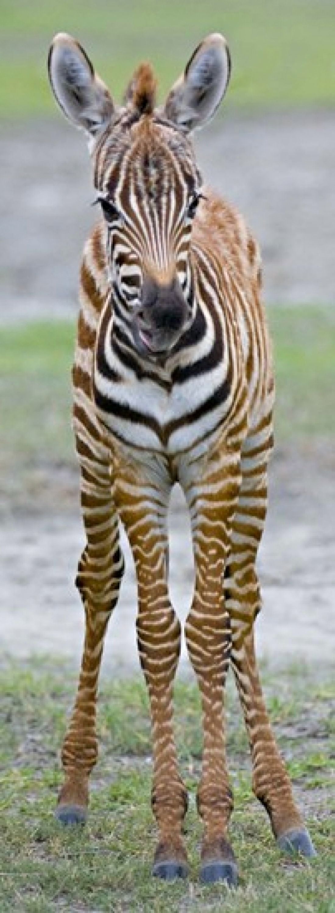 Young zebra standing in a field Ngorongoro Conservation Area Arusha Region Tanzania (Equus burchelli chapmani) Canvas Art - Panoramic Images (18 x 7)