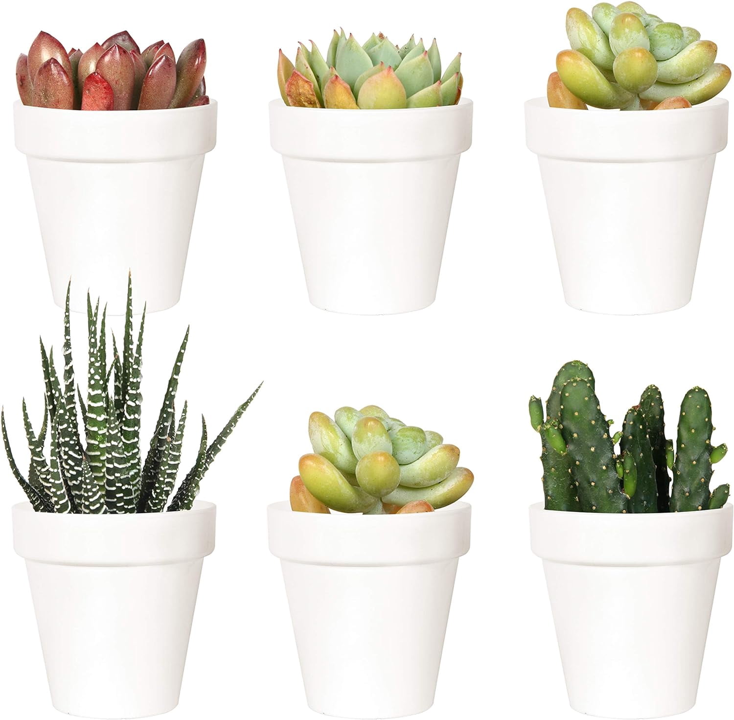 indoor plant fertilizer Indoor Plant Food