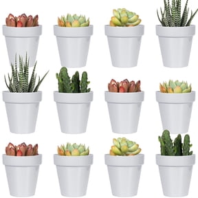 2 Inch Pots for Patio and Garden