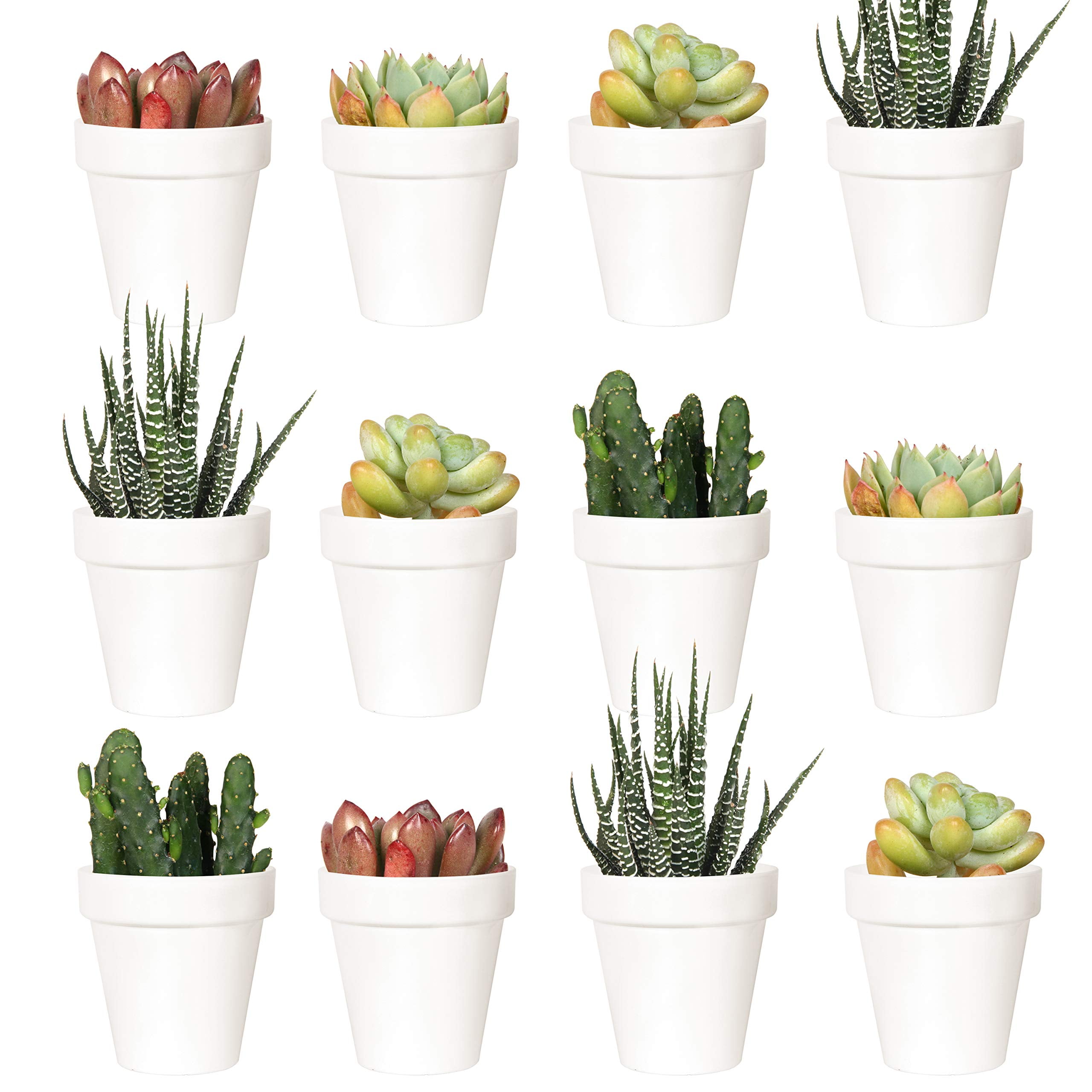 2 Inch Pots