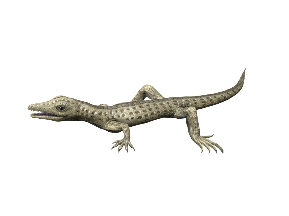 Youngina capensis Late Permian of South Africa Canvas Art - Nobumichi TamuraStocktrek Images (33 x 25)