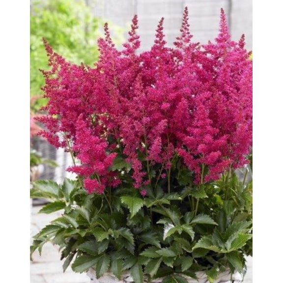 Younique Ruby Red Short Astilbe - 3 root divisions