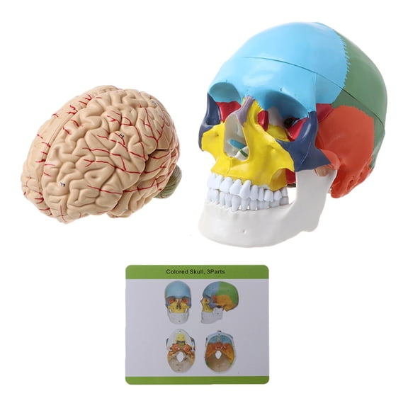 Youthyao 1:1 Scale Colorful HumanAdu1tfor Head Model with AnatomyMed1ca1Te