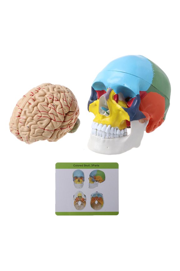 1:1 Scale Colorful HumanAdu1tfor Head Model with AnatomyMed1ca1Te
