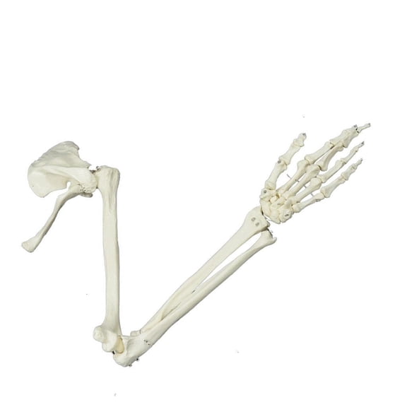 Youthyao Anatomical Study Life Size Human Arm Joint Study Skeleton Model Human Arm Skeleton Model, Anatomical Human Arm Model