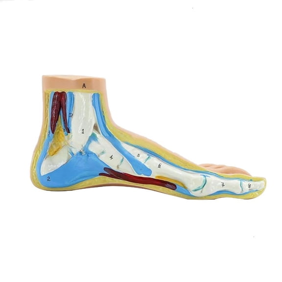 Youthyao Normal/Flat/High Arched Foot Anatomy Model, Anatomical Human Foot Ankle Joint Model with Muscles, , Ligaments