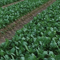 Yu Choy Sum Seeds - Early Green - 3 g Packet ~2052 Seeds - Non-GMO, Heirloom - Asian Garden Vegetable