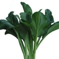 thumbnail image 1 of Yu Choy Sum Seeds - Late Green - 3 g Packet ~660 Seeds - Non-GMO, Heirloom - Asian Garden Vegetable, 1 of 7