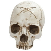 Yubnlvae Desktop Ornament Resin Crafts Dinosaur Skull Fossil Teaching Skeleton Model Decoration