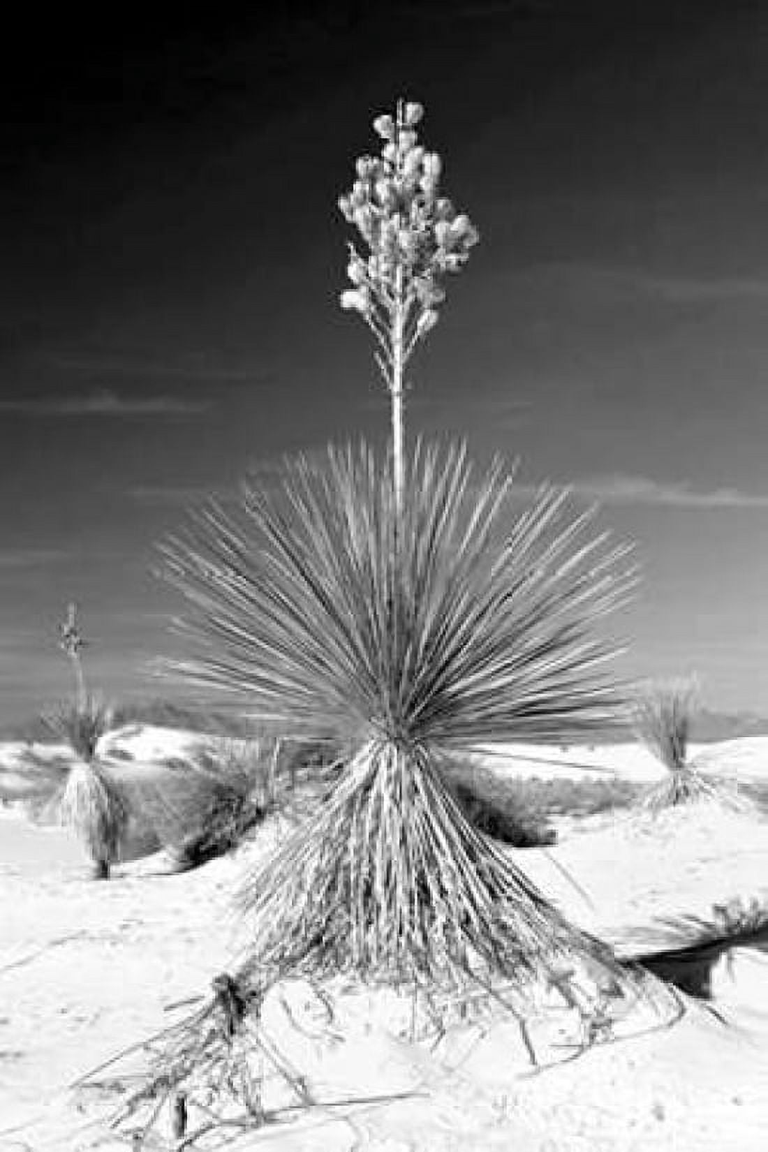 Yucca At White Sands I Canvas Art - Douglas Taylor (12 x 18)