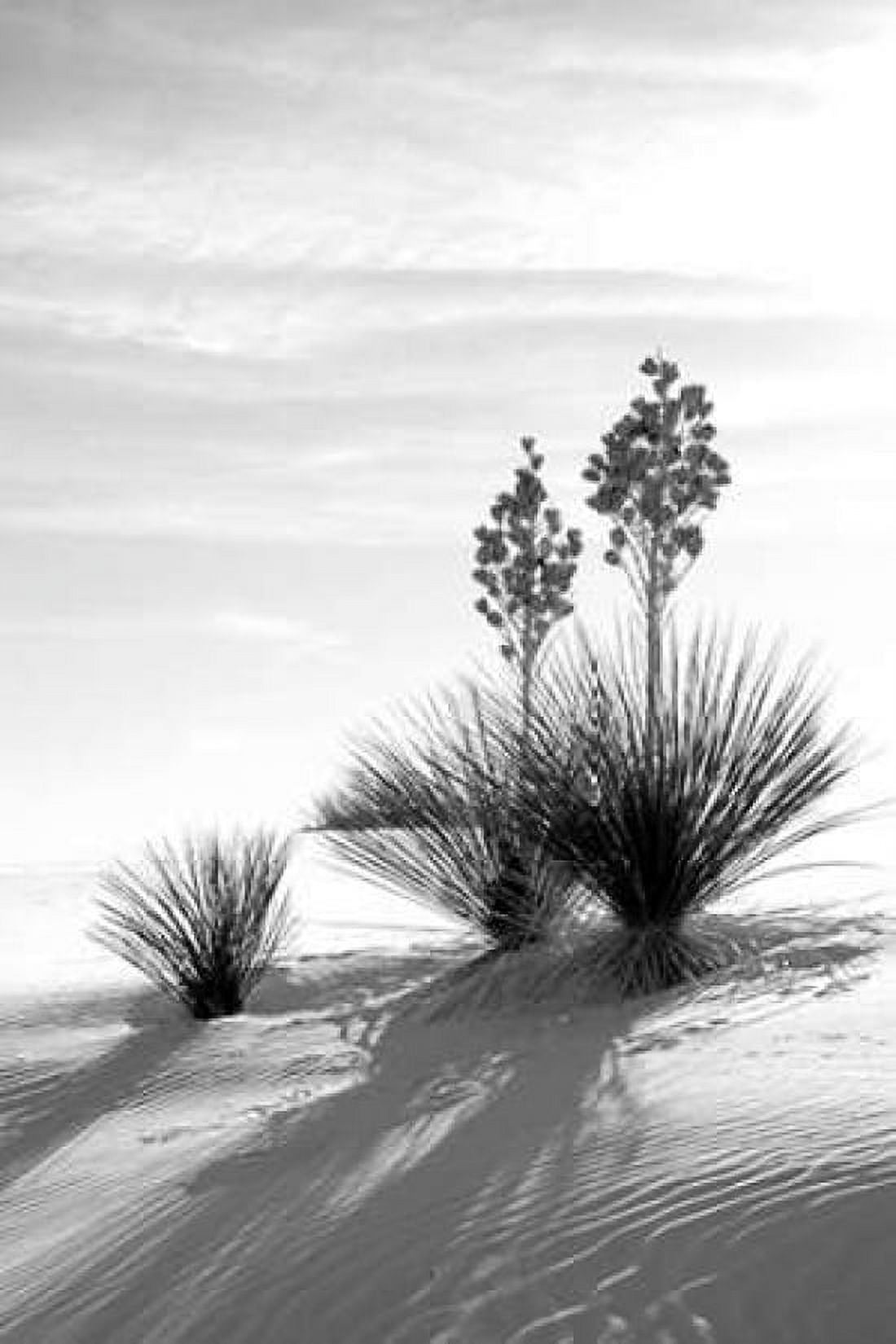 Yucca At White Sands II Canvas Art - Douglas Taylor (12 x 18)