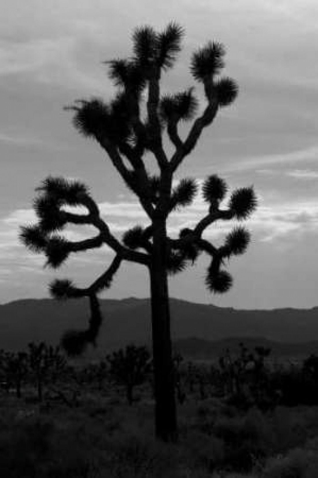 Yucca Brevifolia I Canvas Art - Erin Berzel (20 x 28)
