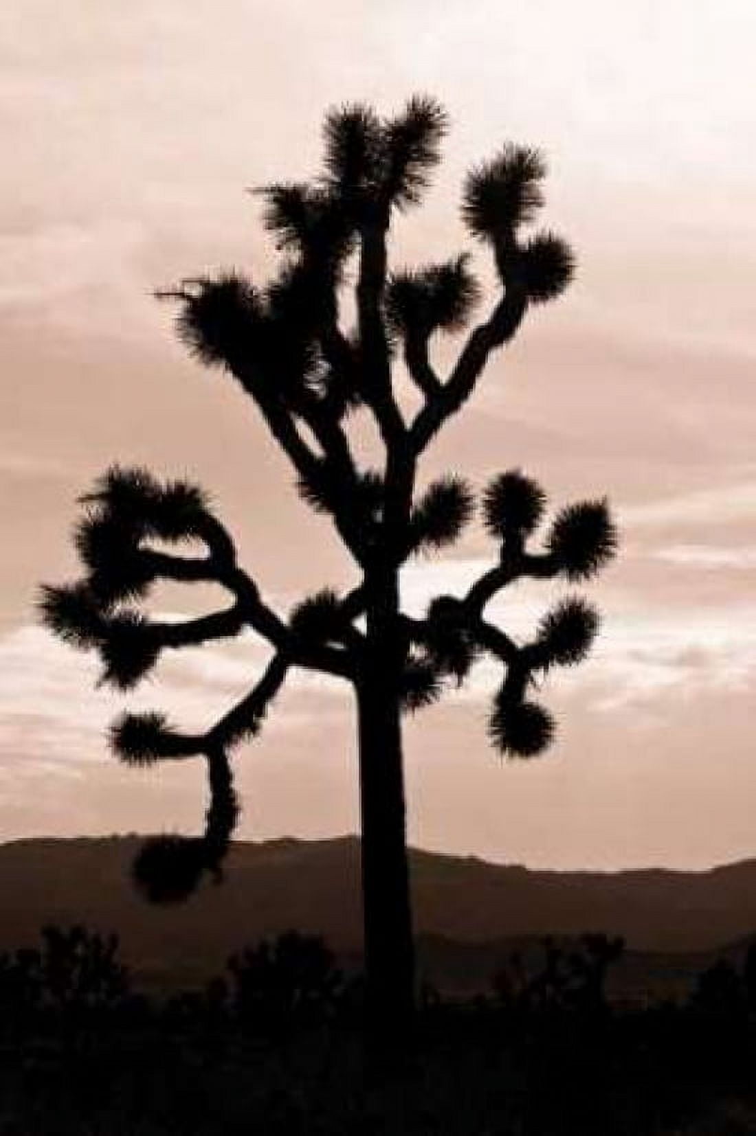 Yucca Brevifolia II Canvas Art - Erin Berzel (20 x 28)