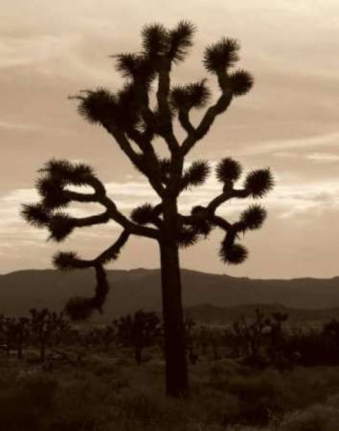 Yucca Brevifolia III Canvas Art - Erin Berzel (22 x 28)
