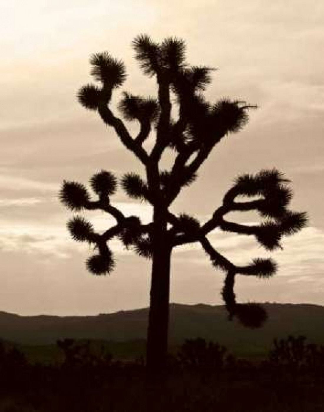 Yucca Brevifolia IV Canvas Art - Erin Berzel (22 x 28)