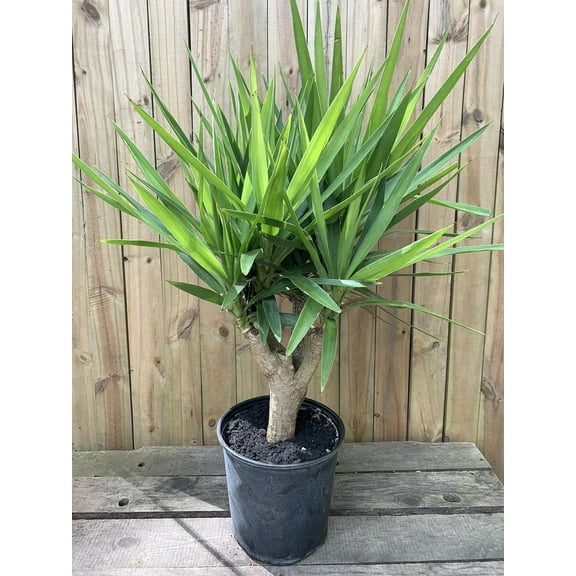 Yucca Cane Live plant 3 feet tall Houseplant Garden Plant