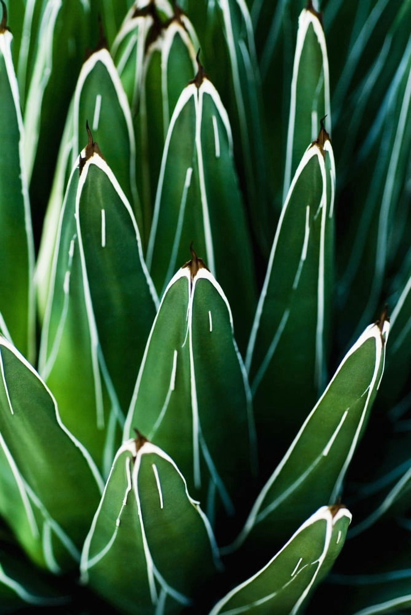 Yucca Plant (Yucca Filamentosa) Close-Up Of Patterns In Leaves Canvas Art - Ray Laskowitz Design Pics (11 x 17)