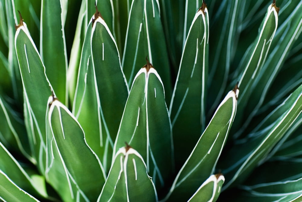 Yucca Plant (Yucca Filamentosa) Close-Up Of Patterns In Leaves Canvas Art - Ray Laskowitz Design Pics (34 x 22)