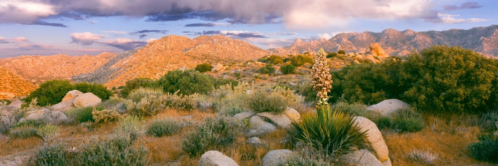 Yucca (Spanish bayonet) plants blooming in a desert Culp Valley Primitive Campground Anza Borrego Desert State Park California USA Canvas Art - Panoramic Images (12 x 36)