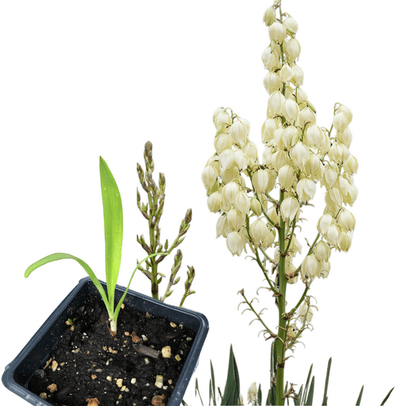 Yucca (Yucca filamentosa) Organic Plant in 2.5-inch Pot by Smoke Camp Crafts - Adam's Needle, Spanish Bayonet, Needle Palm - Native Perennial