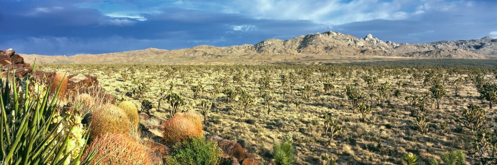 Yucca and Joshua trees in a desert Mojave National Preserve California USA Canvas Art - Panoramic Images (27 x 9)