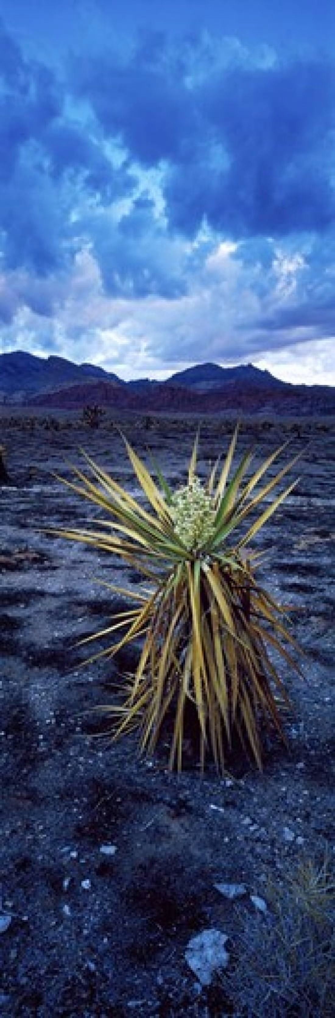 Yucca flower in Red Rock Canyon National Conservation Area Las Vegas Nevada USA Canvas Art - Panoramic Images (36 x 12)