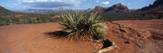 Yucca plant growing in a rocky field Sedona Coconino County Arizona USA Canvas Art - Panoramic Images (36 x 12)