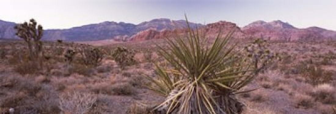 Yucca plant in a desert Red Rock Canyon Las Vegas Nevada USA Canvas Art - Panoramic Images (18 x 6)