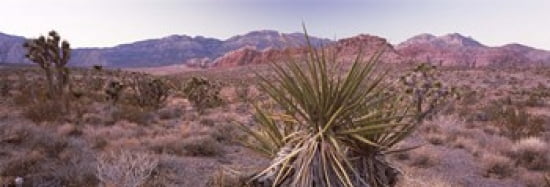 Yucca plant in a desert Red Rock Canyon Las Vegas Nevada USA Canvas Art - Panoramic Images (36 x 12)