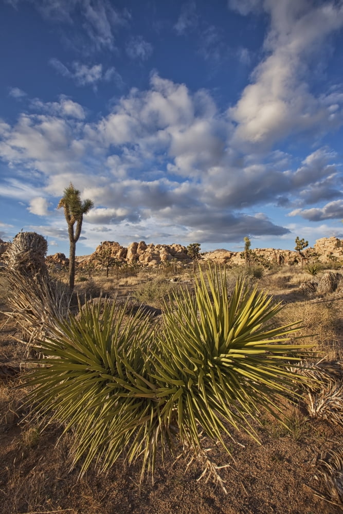 Yucca plants and joshua trees dot the landscape in joshua tree national park california usa Canvas Art - Robert Postma Design Pics (24 x 38)