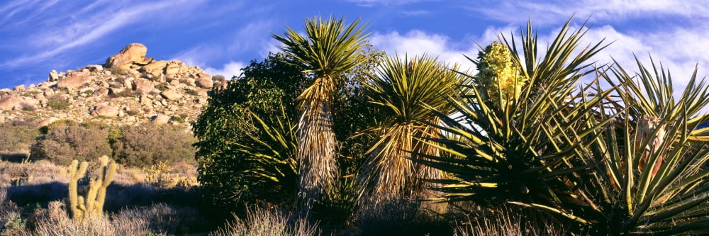 Yucca plants blooming in a desert Culp Valley Primitive Campground Anza Borrego Desert State Park California USA Canvas Art - Panoramic Images (6 x 18)