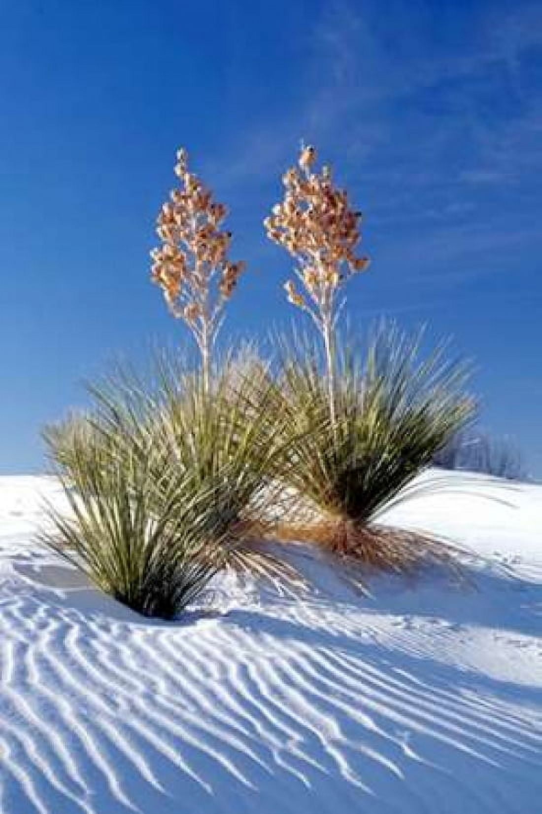 Yuccas and White Sand I Canvas Art - Douglas Taylor (24 x 36)