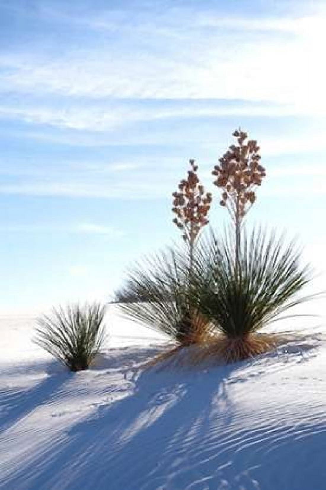 Yuccas and White Sand II Canvas Art - Douglas Taylor (12 x 18)