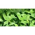 thumbnail image 1 of Yuchi Arrowleaf Clover Seed - 10 Lbs., 1 of 1